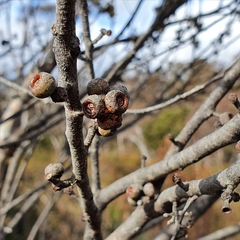 Eucalyptus ligustrina