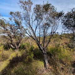 Eucalyptus ligustrina