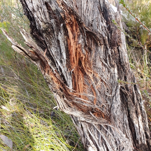 Eucalyptus ligustrina, photograph 1