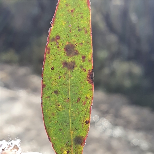 Eucalyptus ligustrina, photograph 2