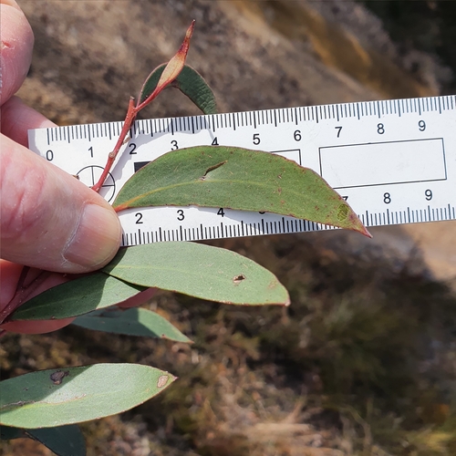 Eucalyptus ligustrina, photograph 3