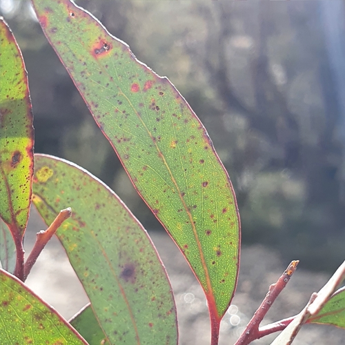 Eucalyptus ligustrina, photograph 4