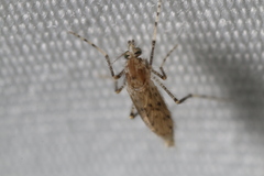 Chaoborus punctipennis