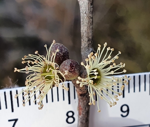 Eucalyptus ligustrina, photograph 5