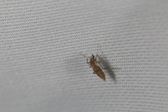 Chaoborus punctipennis