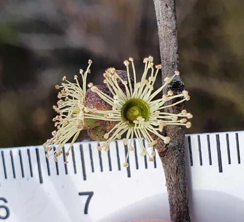 Eucalyptus ligustrina, photograph 6