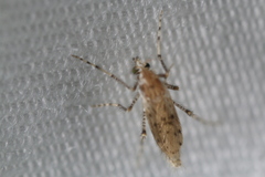 Chaoborus punctipennis