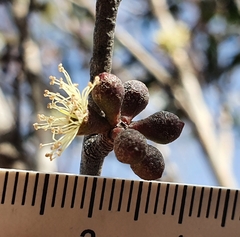 Eucalyptus ligustrina
