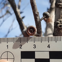 Eucalyptus ligustrina
