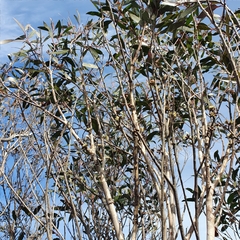 Eucalyptus ligustrina