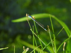 Enallagma semicirculare