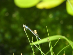 Enallagma semicirculare