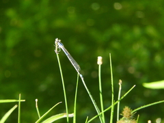 Enallagma semicirculare