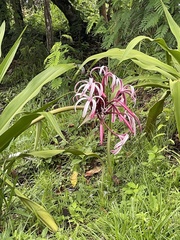 Crinum × amabile