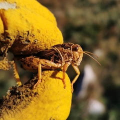 Prionotropis hystrix