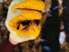 Prionotropis hystrix