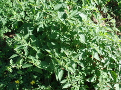 Solanum caatingae