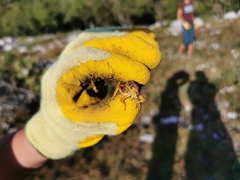 Prionotropis hystrix