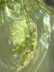 Carex projecta