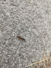 Glyptobothrus