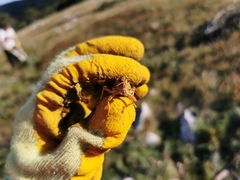 Prionotropis hystrix