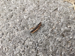 Glyptobothrus