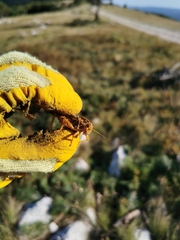 Prionotropis hystrix