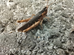 Glyptobothrus