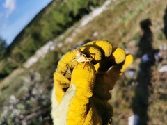 Prionotropis hystrix