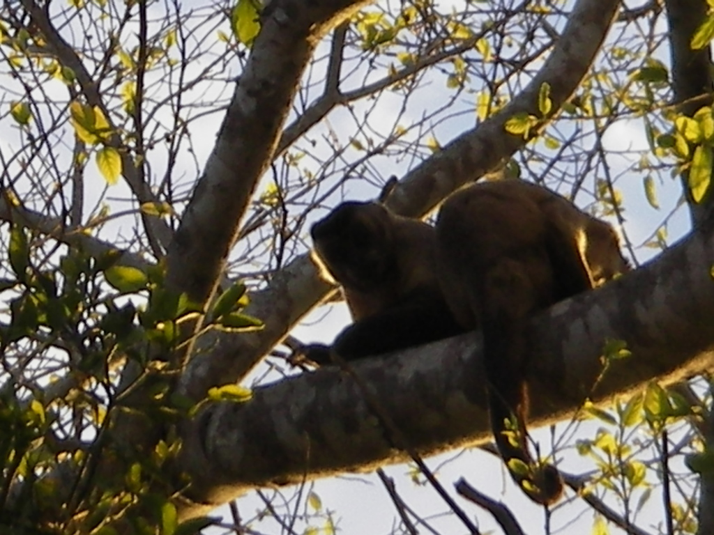 Bearded Capuchin
