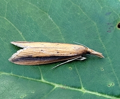 Donacaula dispersellus