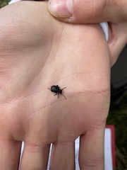 Otiorhynchus gemmatus