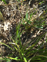 Dichanthelium acuminatum