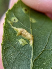 Phylloxera caryaevenae