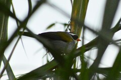 Arremon flavirostris