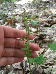 Botrychium matricariifolium