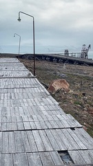 Lagopus muta hyperborea