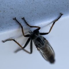 Neomochtherus geniculatus