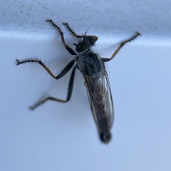 Neomochtherus geniculatus