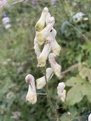 Aconitum lycoctonum