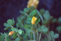 Oxalis perdicaria