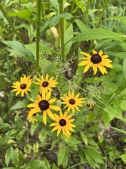 Rudbeckia hirta