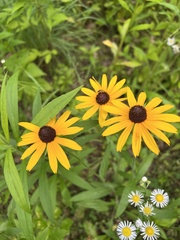 Rudbeckia hirta