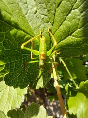 Leptophyes laticauda