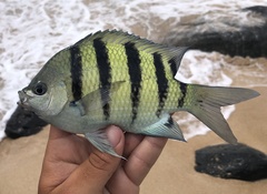 Abudefduf abdominalis × vaigiensis