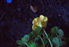 Oxalis perdicaria