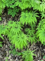 Adiantum pedatum