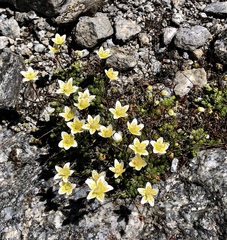 Saxifraga bryoides