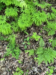 Adiantum pedatum