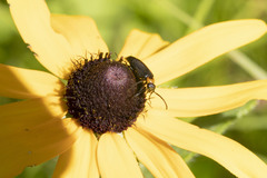 Nemognatha nemorensis